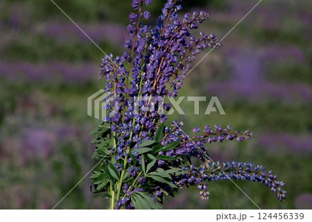 Lupines blooming in a field in summer. Purple inflorescences. Lupines are spectacular perennial plants with lush candle-shaped inflorescences. Lupines blooming in a field in summer. Purple inflorescences. Lupines are spectacular perennial plants with lush candle-shaped inflorescences. 124456339