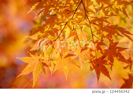 紅く紅葉したモミジ 紅く紅葉したモミジ 124456342