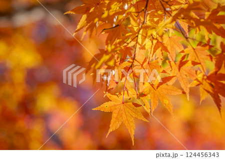 紅く紅葉したモミジ 紅く紅葉したモミジ 124456343