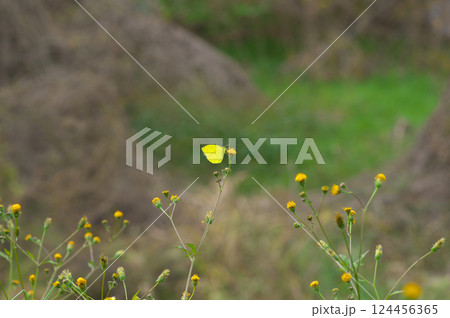 コセンダングサの花にとまるキタキチョウ 124456365