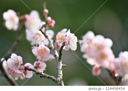 太宰府の梅(合格祈願など) 太宰府の梅(合格祈願など) 124456454