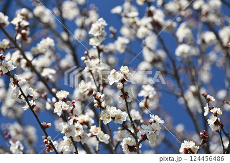 太宰府の梅(合格祈願など) 太宰府の梅(合格祈願など) 124456486