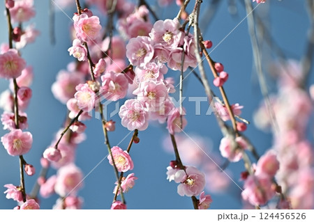 太宰府の梅(合格祈願など) 太宰府の梅(合格祈願など) 124456526