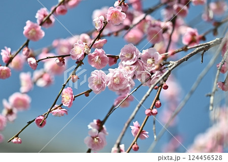 太宰府の梅（合格祈願など） 124456528