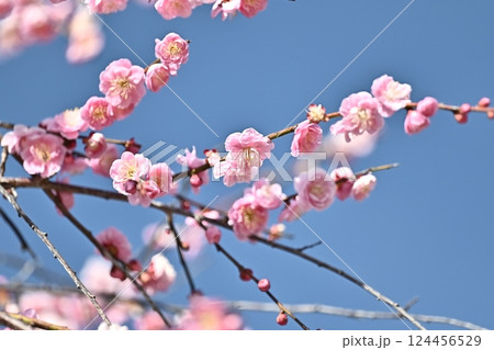 太宰府の梅（合格祈願など） 124456529