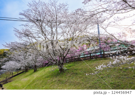 桜 春の風物詩 桜 春の風物詩 124456947