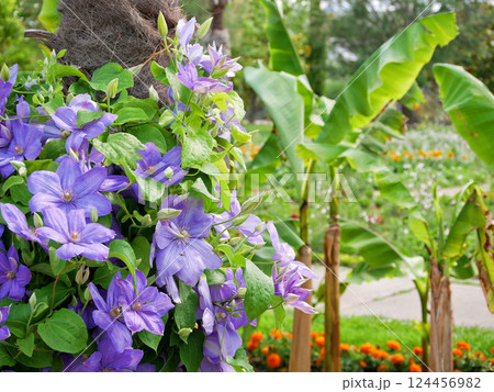 Clematis Viticella purple tropical flowers at the background of banana plantation Clematis Viticella purple tropical flowers at the background of banana plantation 124456982
