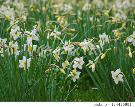 Blooming white daffodils narcissus in spring Blooming white daffodils narcissus in spring 124456991