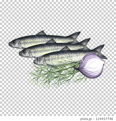 Sardines with dill and onion. Hand-drawn watercolor illustration. A color image of a fish dish. Separate from the background. Great for menus, recipe books, packages, labels, invitations. 124457746