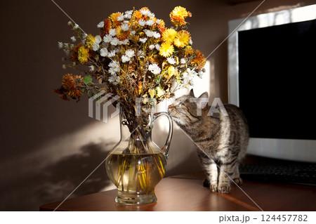 A beautiful striped cat stands on a table near a bouquet of flowers, looking with interest A beautiful striped cat stands on a table near a bouquet of flowers, looking with interest 124457782