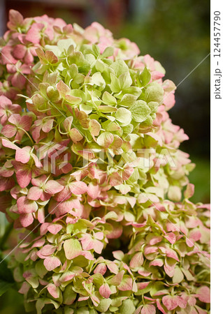 Large-leaved hydrangea of the Endless Summer variety at the end of flowering in October. 124457790