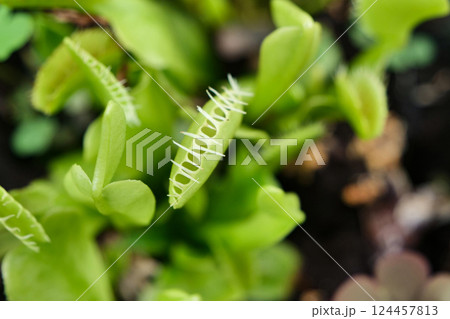岩手県立花木センターの温室の食虫植物 124457813