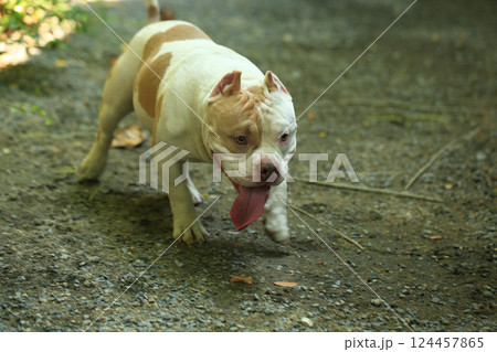 smart and cute pitbull in garden nature, dog 124457865