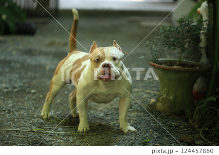 smart and cute pitbull in garden nature, dog 124457880