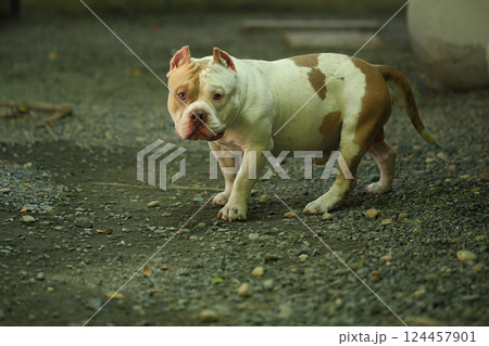 smart and cute pitbull in garden nature, dog smart and cute pitbull in garden nature, dog 124457901