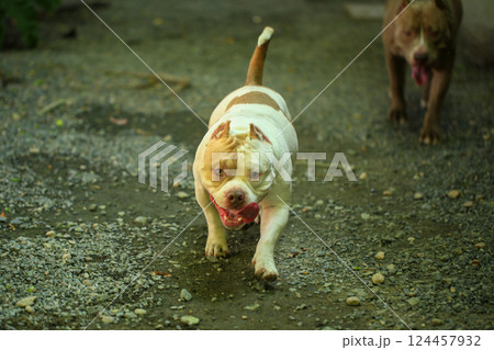 smart and cute pitbull in garden nature, dog smart and cute pitbull in garden nature, dog 124457932