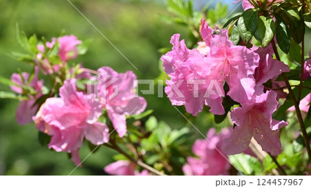 美しいツツジ (azalea) 美しいツツジ (azalea) 124457967