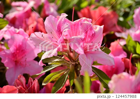 美しいツツジ　(azalea) 124457988