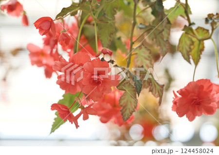 赤いベゴニアの美しい花① 124458024