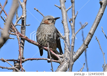 ヒヨドリ(Bulbul) ヒヨドリ(Bulbul) 124458305