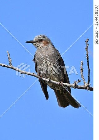 ヒヨドリ（Bulbul） 124458307