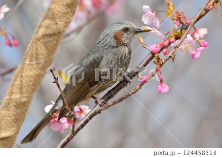 ヒヨドリ(Bulbul) ヒヨドリ(Bulbul) 124458313