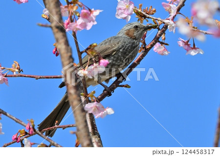 ヒヨドリ（Bulbul） 124458317