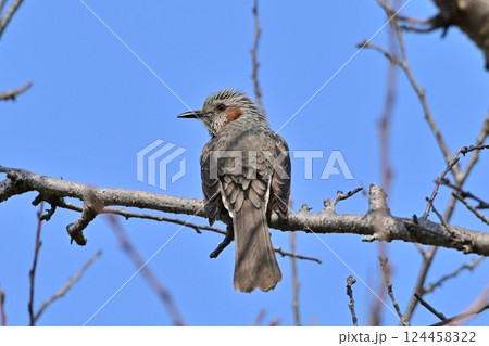 ヒヨドリ(Bulbul) ヒヨドリ(Bulbul) 124458322