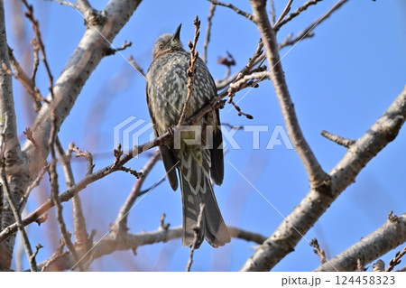 ヒヨドリ（Bulbul） 124458323