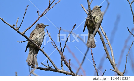 ヒヨドリ(Bulbul) ヒヨドリ(Bulbul) 124458324