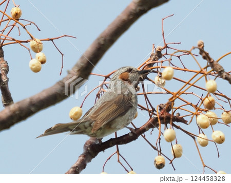 ヒヨドリ(Bulbul) ヒヨドリ(Bulbul) 124458328