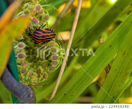 insect on flower 124458349