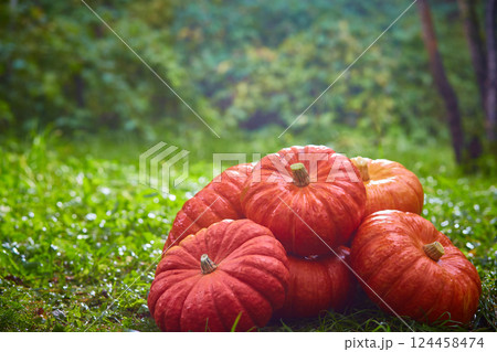 Bunch of big orange pumpkins on the green grass. Autumn harvest, Halloween. Bunch of big orange pumpkins on the green grass. Autumn harvest, Halloween. 124458474