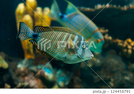 Striped surgeonfish swimming in a coral reef with rich underwater hues Striped surgeonfish swimming in a coral reef with rich underwater hues 124458791