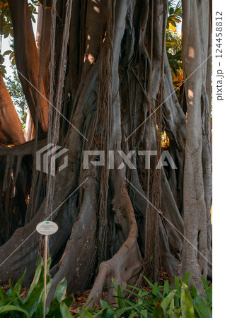 Massive intertwined roots and trunk of a banyan tree with aerial roots hanging down Massive intertwined roots and trunk of a banyan tree with aerial roots hanging down 124458812