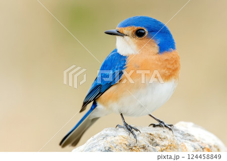 A small blue and orange bird perched on a rock against a soft, earthy background in natural light 124458849