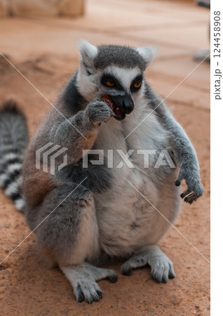 Close-up of a ring-tailed lemur sitting and eating a piece of fruit on a natural surface 124458908