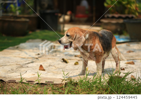 Old Beagle, Skin Disease in Dogs, Scabies in Dogs 124459445