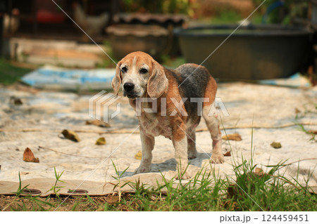 Old Beagle, Skin Disease in Dogs, Scabies in Dogs Old Beagle, Skin Disease in Dogs, Scabies in Dogs 124459451