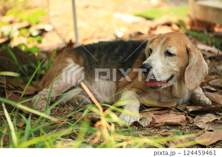 Old Beagle, Skin Disease in Dogs, Scabies in Dogs Old Beagle, Skin Disease in Dogs, Scabies in Dogs 124459461