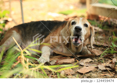 Old Beagle, Skin Disease in Dogs, Scabies in Dogs Old Beagle, Skin Disease in Dogs, Scabies in Dogs 124459474