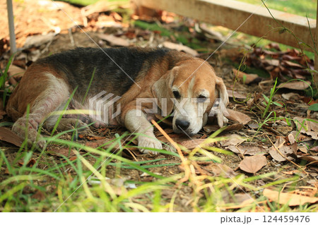 Old Beagle, Skin Disease in Dogs, Scabies in Dogs Old Beagle, Skin Disease in Dogs, Scabies in Dogs 124459476
