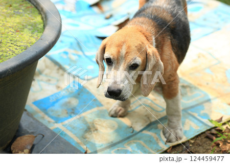 Old Beagle, Skin Disease in Dogs, Scabies in Dogs Old Beagle, Skin Disease in Dogs, Scabies in Dogs 124459477
