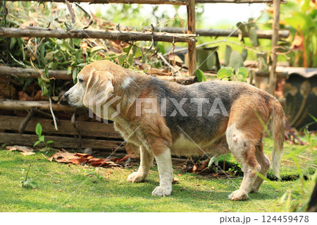 Old Beagle, Skin Disease in Dogs, Scabies in Dogs Old Beagle, Skin Disease in Dogs, Scabies in Dogs 124459478