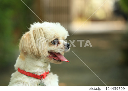 A handsome shih tzu dog is acting curious in the garden, getting groomed. 124459799