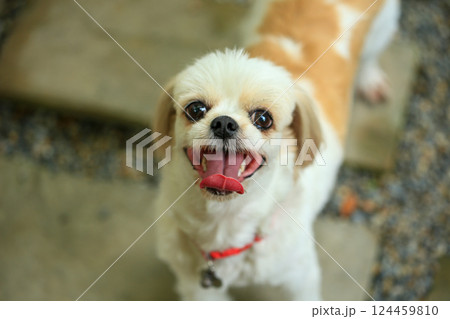 A handsome shih tzu dog is acting curious in the garden, getting groomed. 124459810