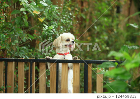 A handsome shih tzu dog is acting curious in the garden, getting groomed. 124459815