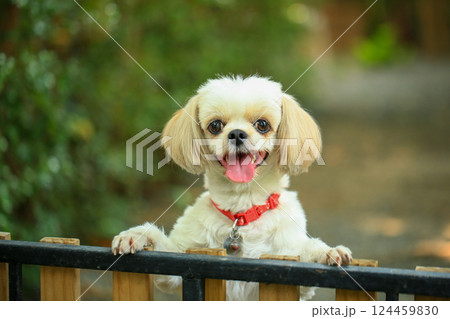 A handsome shih tzu dog is acting curious in the garden, getting groomed. 124459830