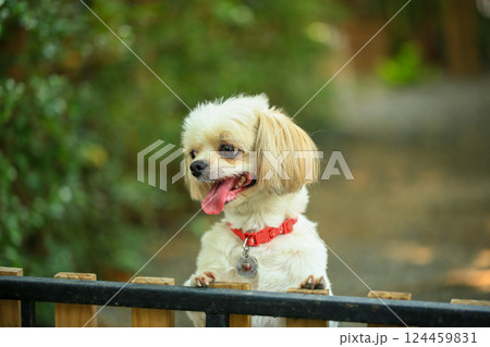 A handsome shih tzu dog is acting curious in the garden, getting groomed. 124459831