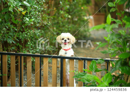 A handsome shih tzu dog is acting curious in the garden, getting groomed. 124459836